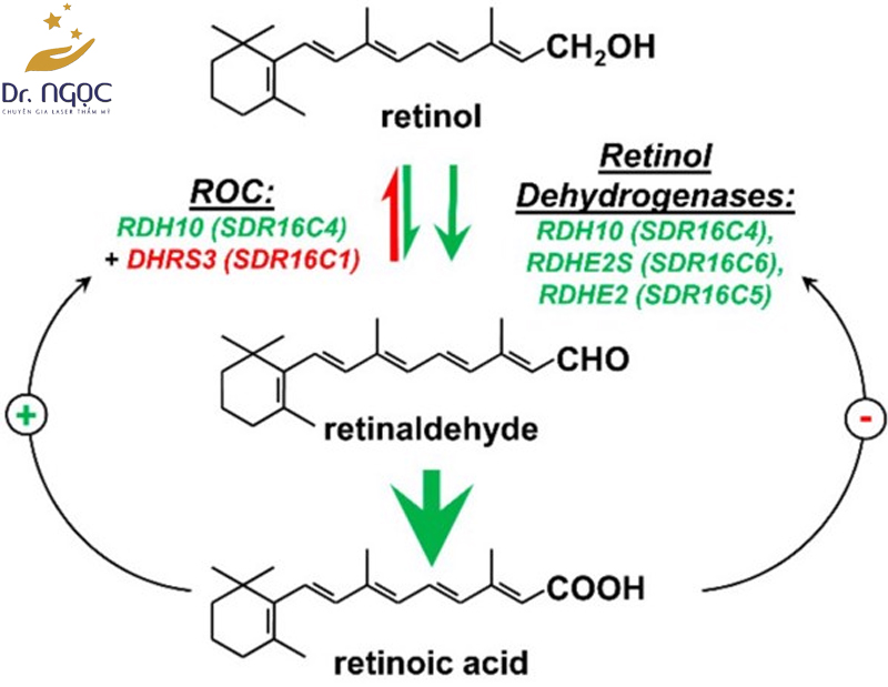 Cơ chế hoạt động của Retinoids như thế nào