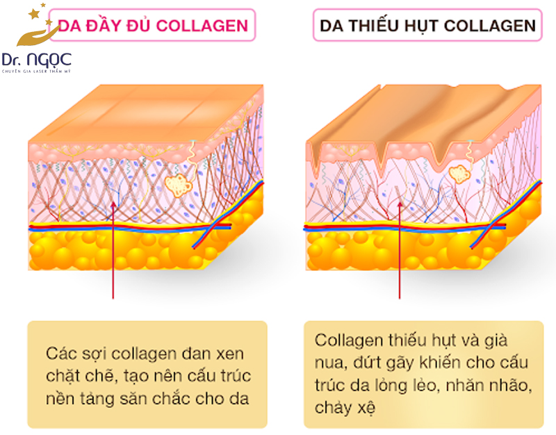 Sự bền vững và Collagen