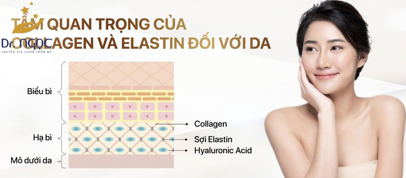 Vai trò quan trọng của Collagen và Elastin đối với chăm sóc da tuổi 30