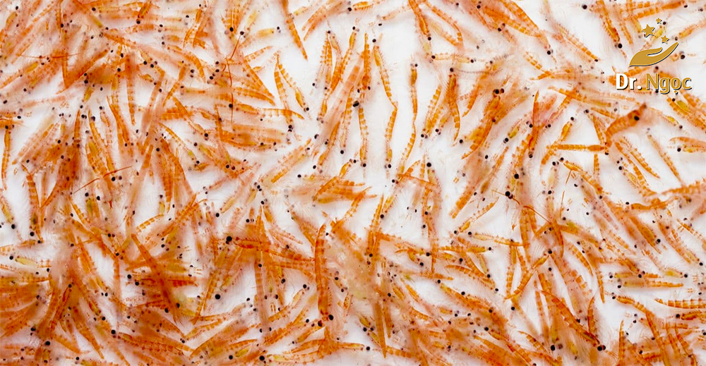 dầu nhuyễn thể omega 3 krill là gì